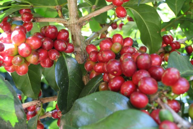 ripe red coffee cherries on tree
